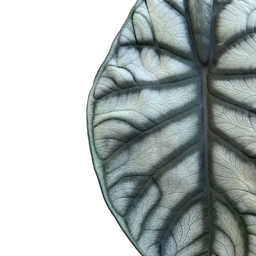 Alocasia baginda 'Silver dragon' leaf close-up on white background.