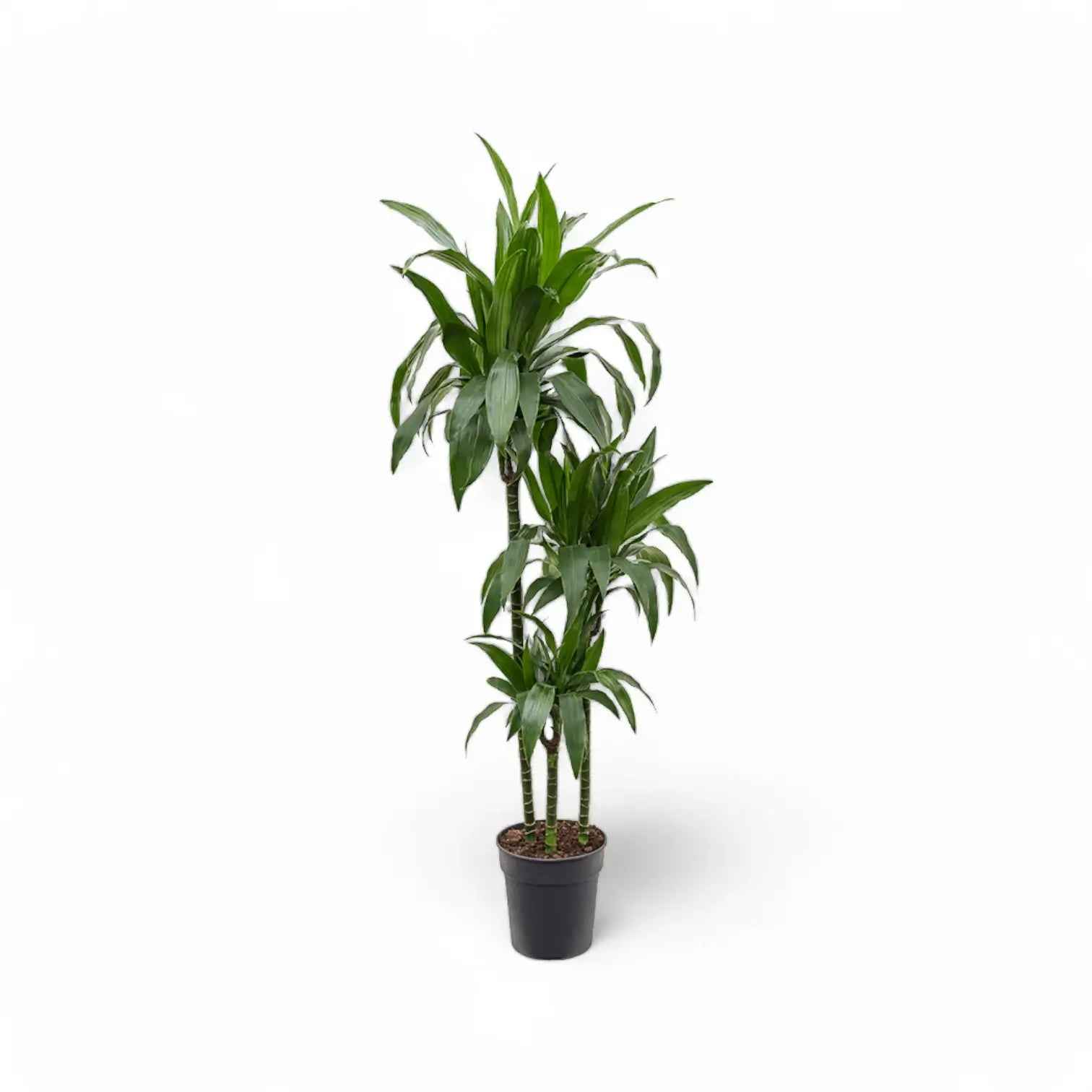 Dracaena fragrans 'Janet Craig' potted houseplant in nursery pot on white background, product photo 10.