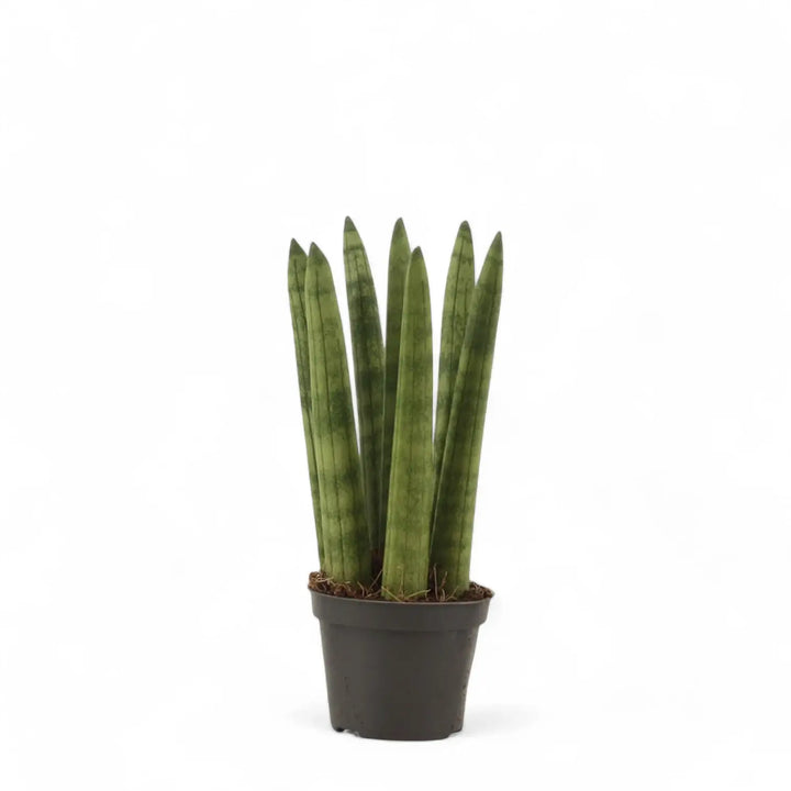 Dracaena angolensis (Sansevieria cylindrica) potted houseplant in nursery pot on white background, product photo 2.