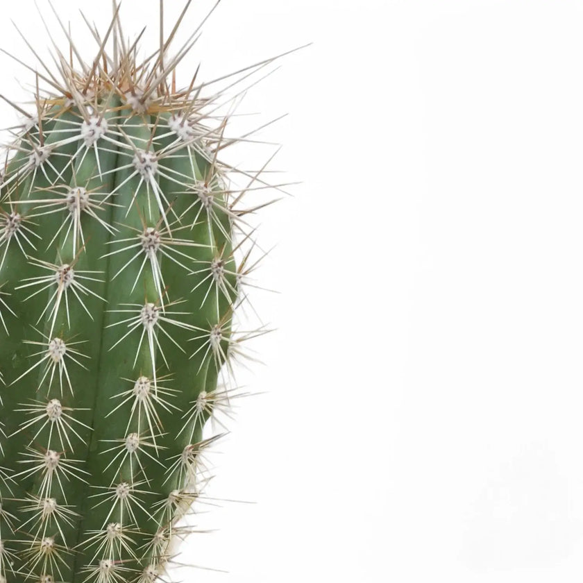 Nahaufnahme eines Sprosses von Pachycereus pringlei vor weißem Hintergrund.