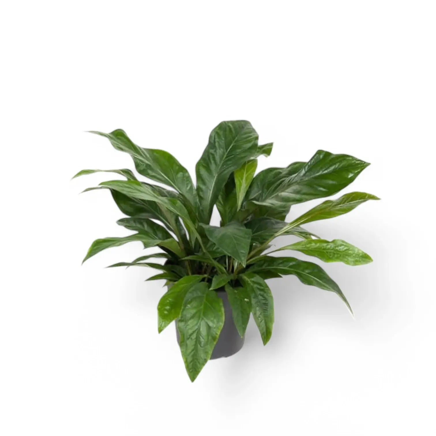 Anthurium crassinervium 'Jungle Bush' – Topfpflanze im Kulturtopf vor weißem Hintergrund, Produktfoto 2.