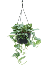 Scindapsus treubii 'Moonlight' – Zimmerpflanze im Kulturtopf auf weißem Hintergrund, Produktfoto 5.