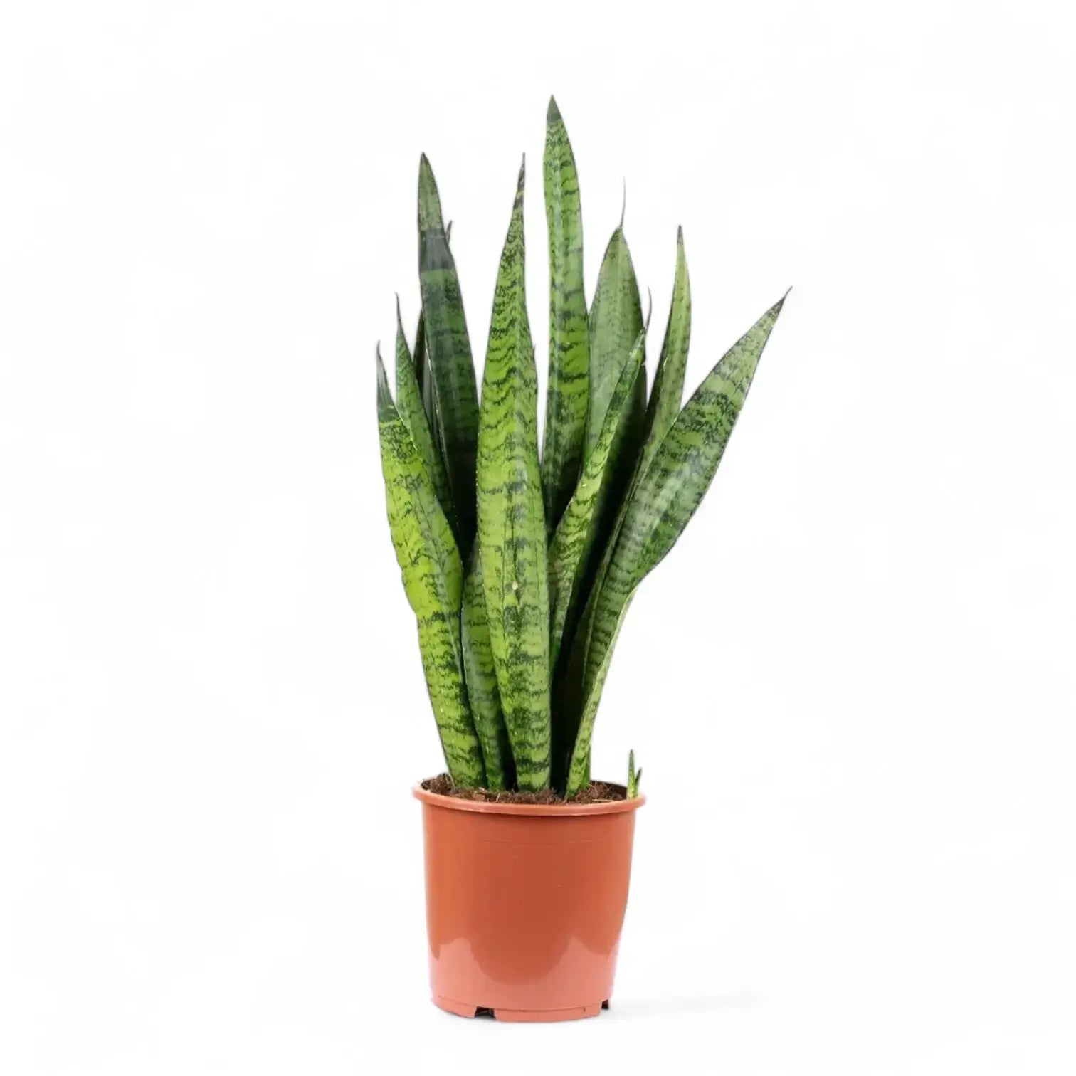 Dracaena (Sansevieria) zeylanica – Topfpflanze im Kulturtopf vor weißem Hintergrund, Produktfoto 7.