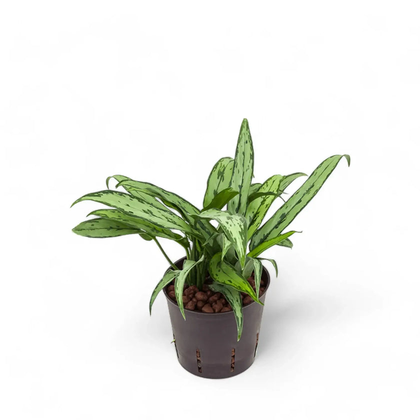 Aglaonema 'Cutlass' potted houseplant in nursery pot on white background, product photo 2.