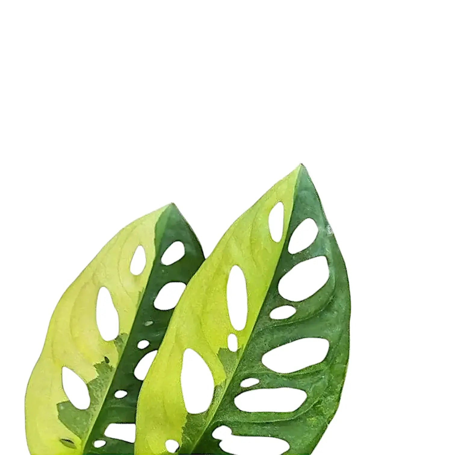 Monstera adansonii variegata 'Aurea' leaf close-up on white background.