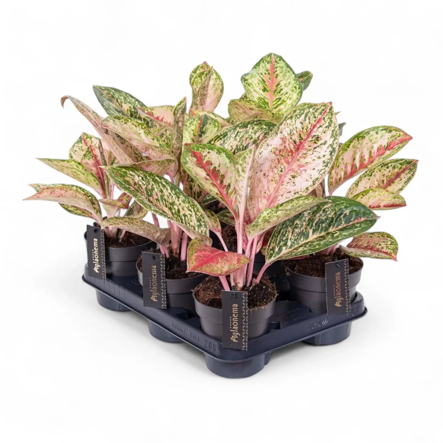 Aglaonema 'Painted Celebration' potted houseplant in nursery pot on white background, product photo 3.