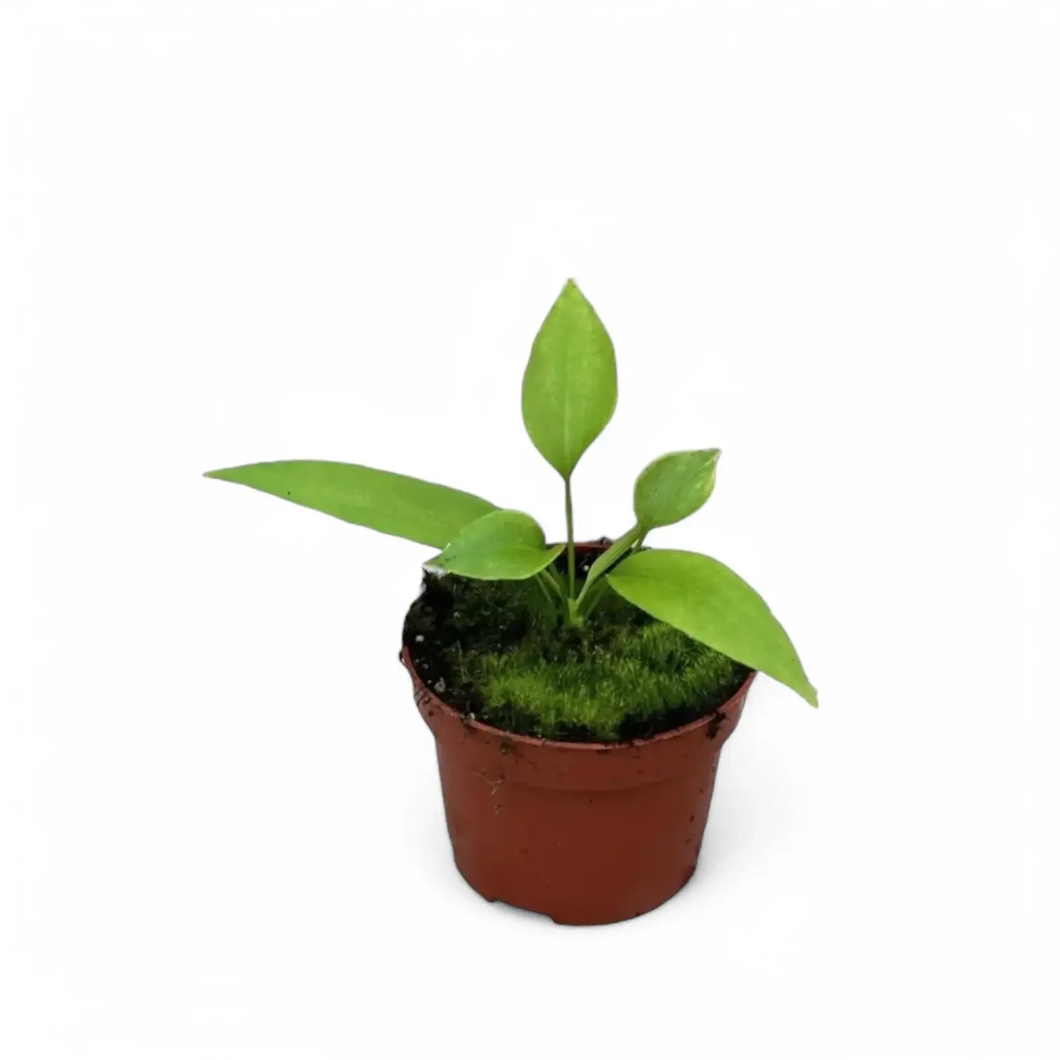 Anthurium vittarifolium potted houseplant in nursery pot on white background, product photo