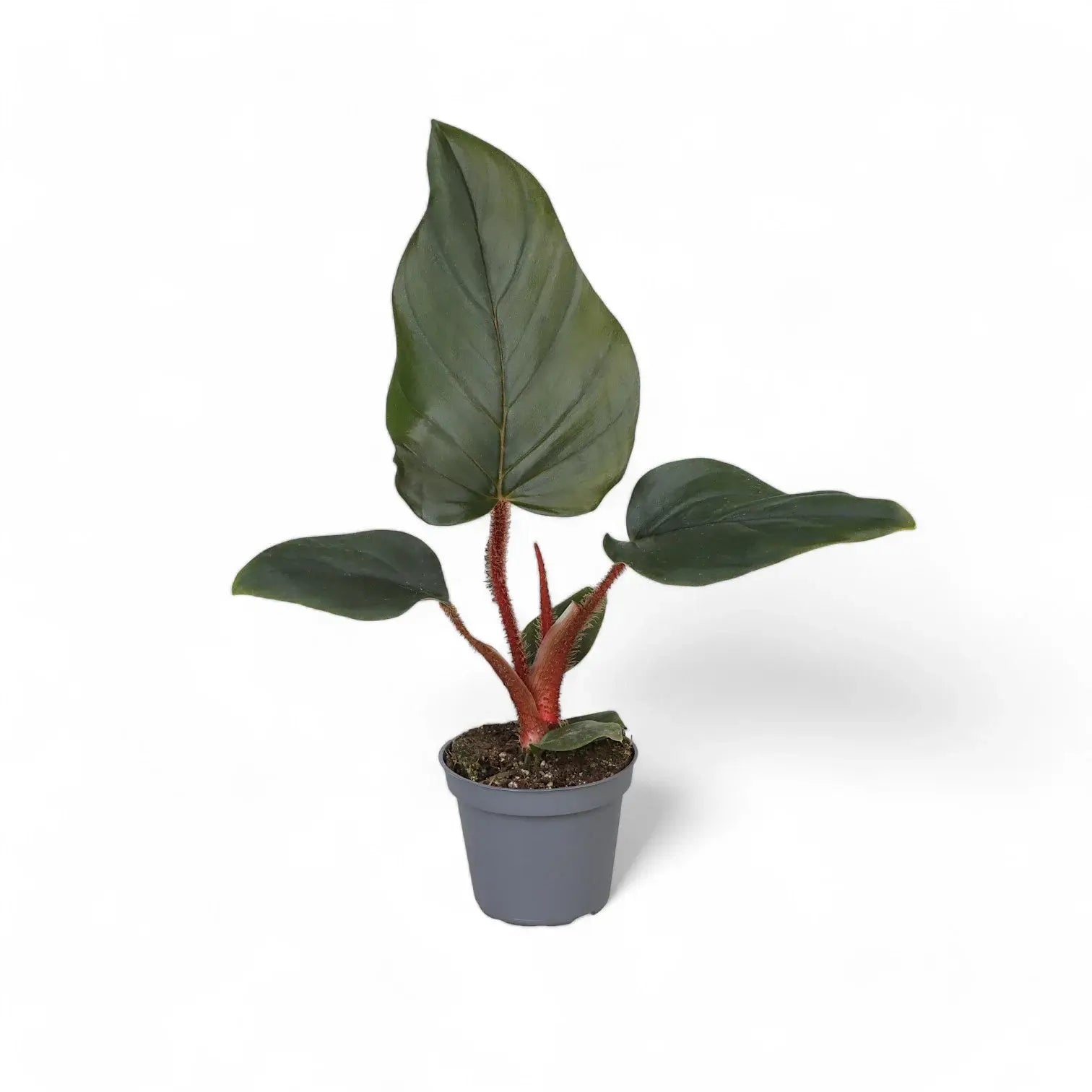 Philodendron squamiferum x serpens potted houseplant in nursery pot on white background, product photo 2.
