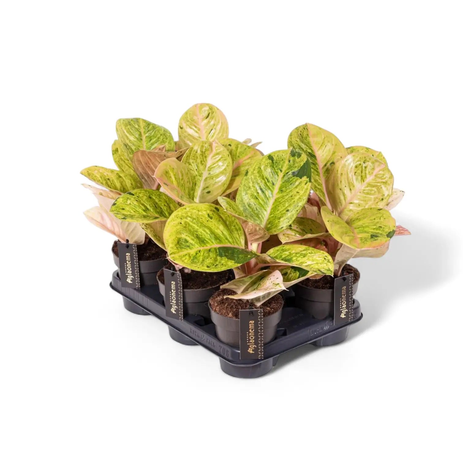 Aglaonema 'Apple Fantasy' potted houseplant in nursery pot on white background, product photo 5.