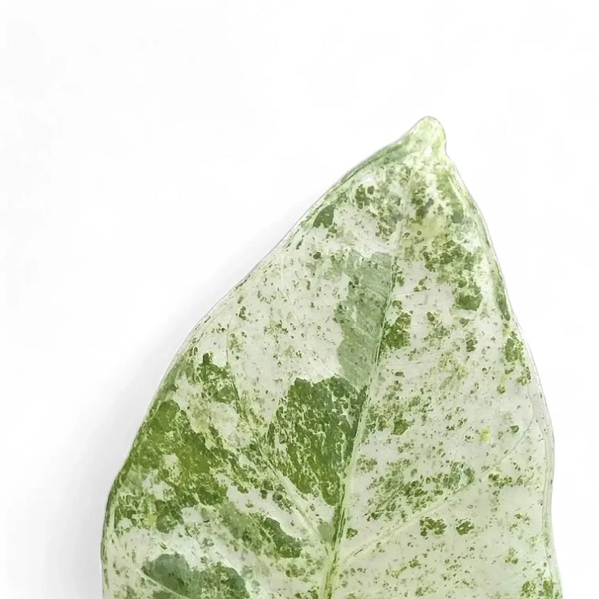 Alocasia macrorrhizos 'Splash' ('Camouflage') leaf close-up on white background.