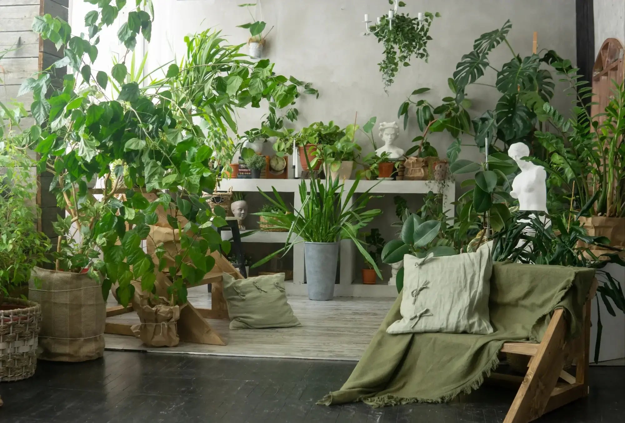 Houseplant care article about growth, roots, and indoor plant behaviour