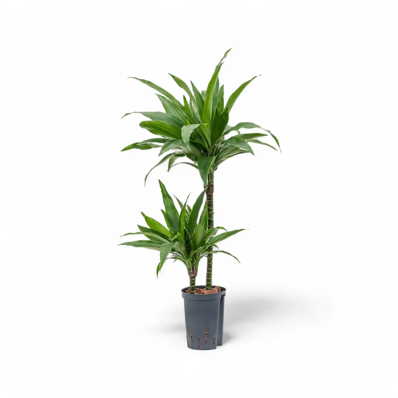 Dracaena fragrans 'Janet Craig' potted houseplant in nursery pot on white background, product photo 5.