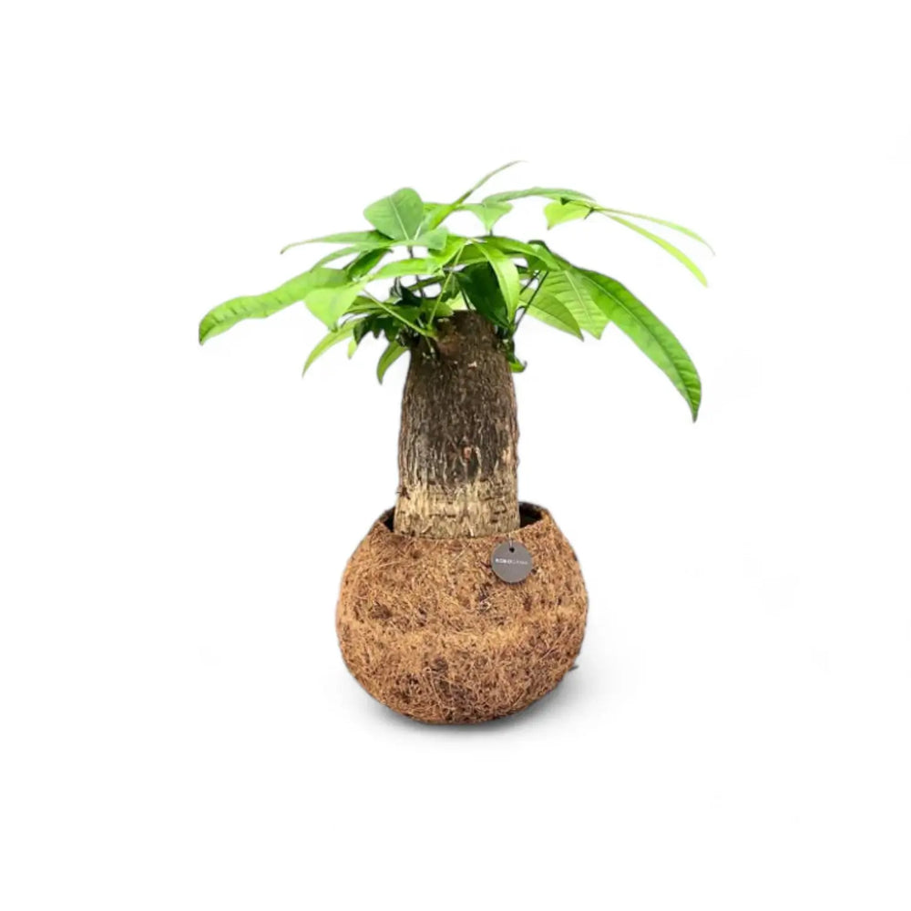 Pachira aquatica in Kokodama leaf close-up on white background.