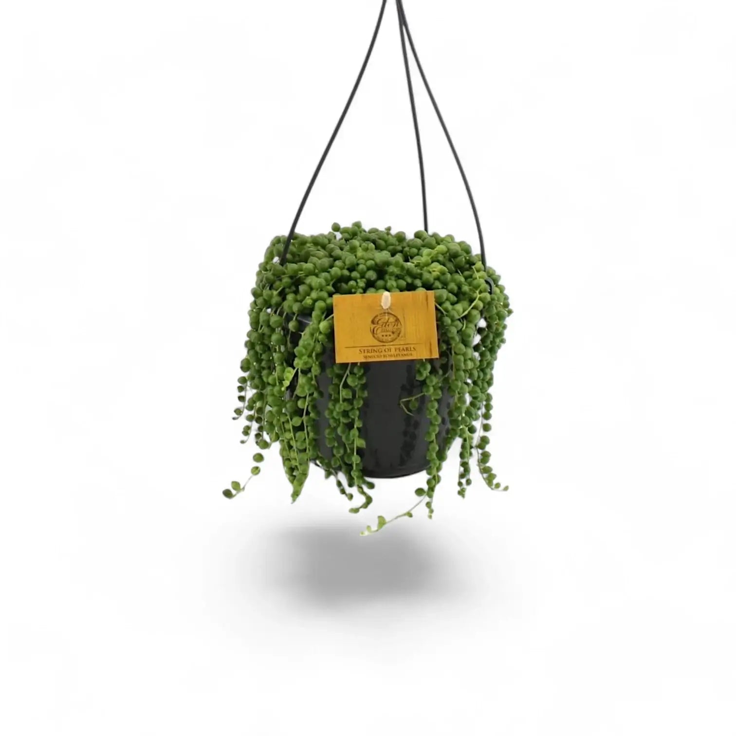 Curio rowleyanus – Topfpflanze im Kulturtopf vor weißem Hintergrund, Produktfoto 10.