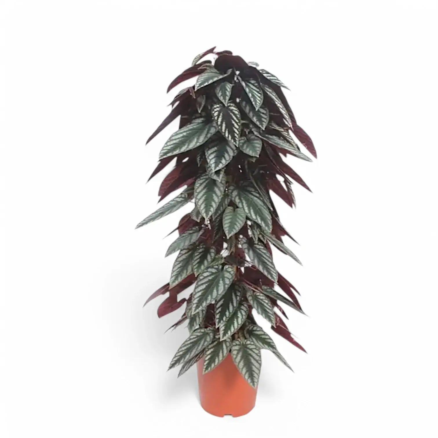 Cissus discolor potted houseplant in nursery pot on white background, product photo 7.