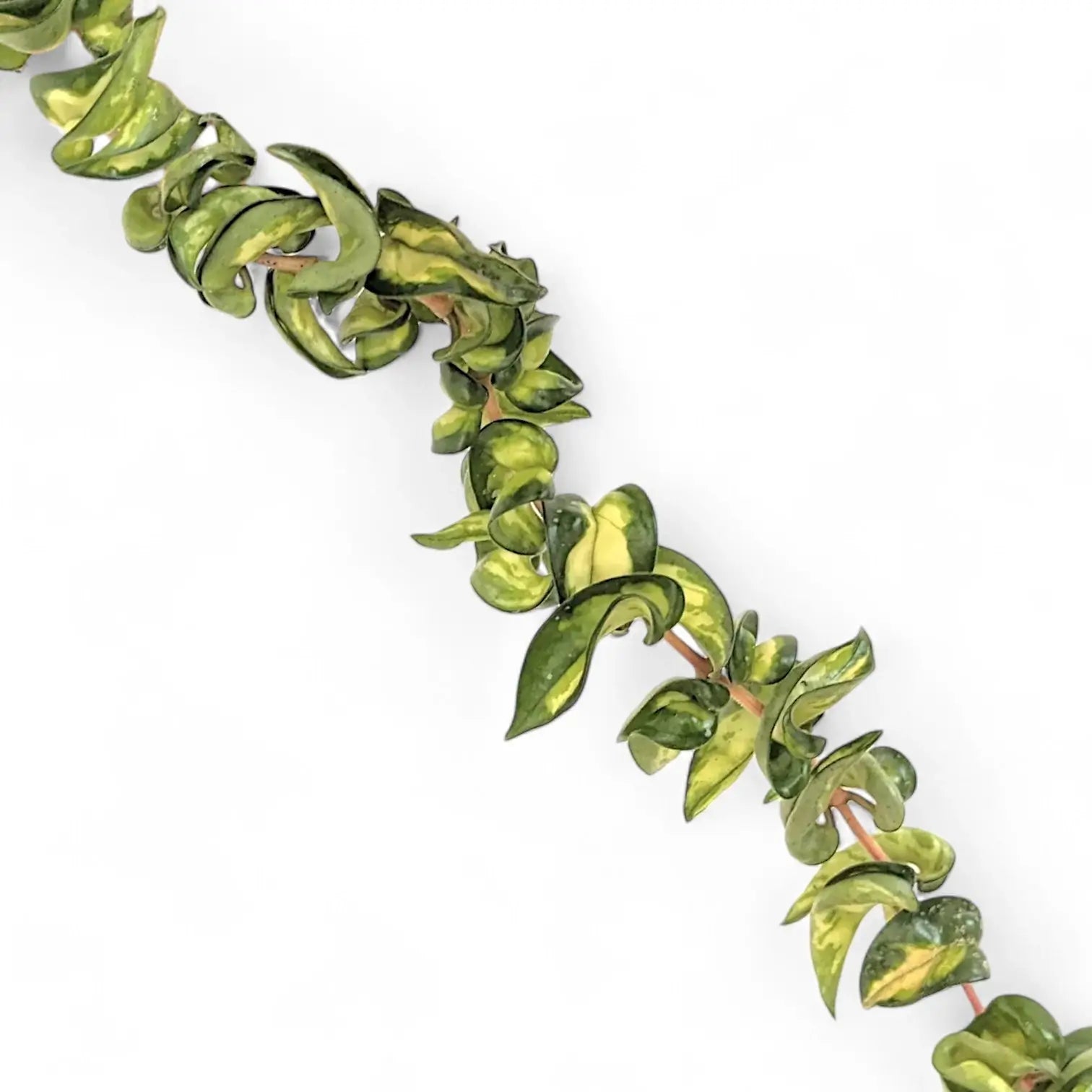 Hoya carnosa ‘Mauna Loa’ ('Lura Lei', 'Exotica') – Nahaufnahme eines Blatts vor weißem Hintergrund.