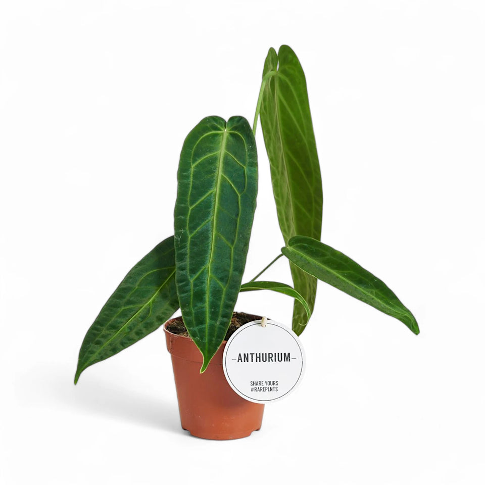 Anthurium warocqueanum potted houseplant in nursery pot on white background, product photo 8.