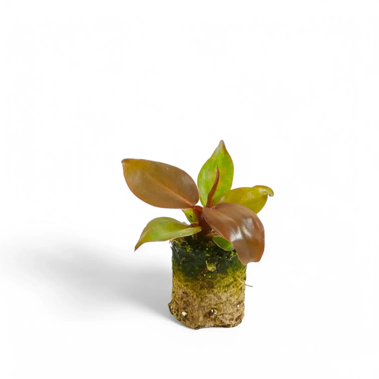 Philodendron 'McColley's Finale' – Zimmerpflanze im Kulturtopf auf weißem Hintergrund, Produktfoto 3.