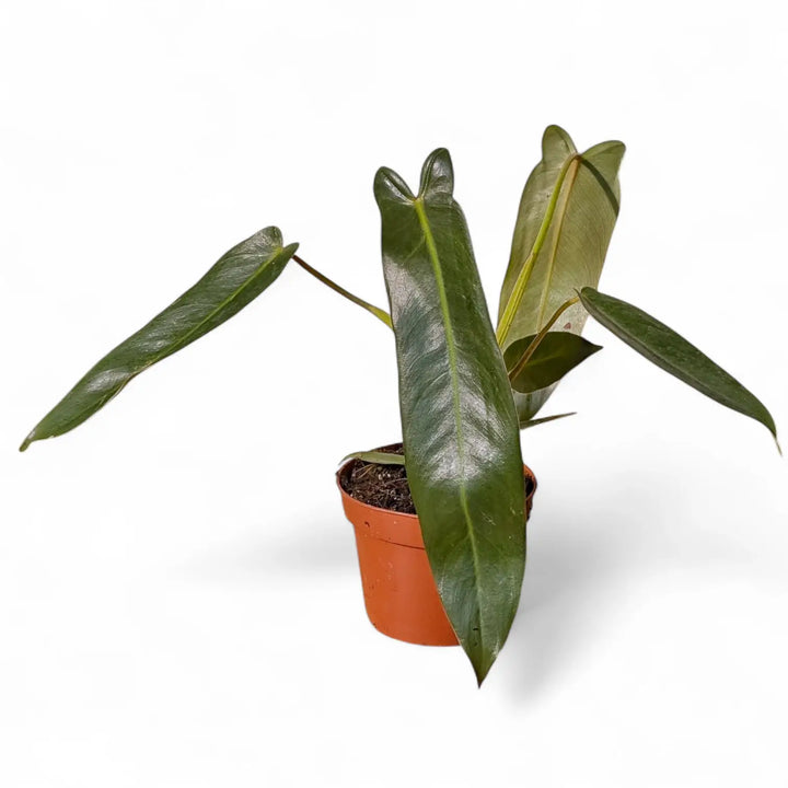 Philodendron spiritus-sancti potted houseplant in nursery pot on white background, product photo 3.