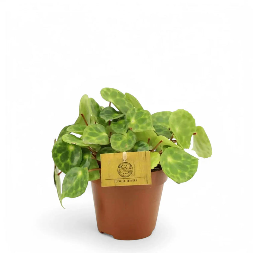 Begonia kingiana potted houseplant in nursery pot on white background, product photo 2.
