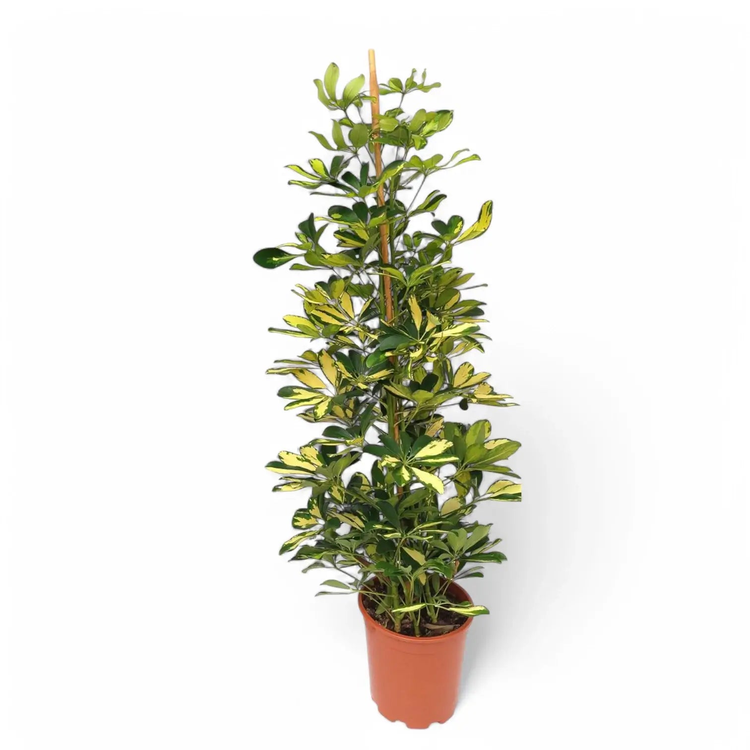 Heptapleurum (Schefflera) arboricola 'Gold Capella' potted houseplant in nursery pot on white background, product photo 7.
