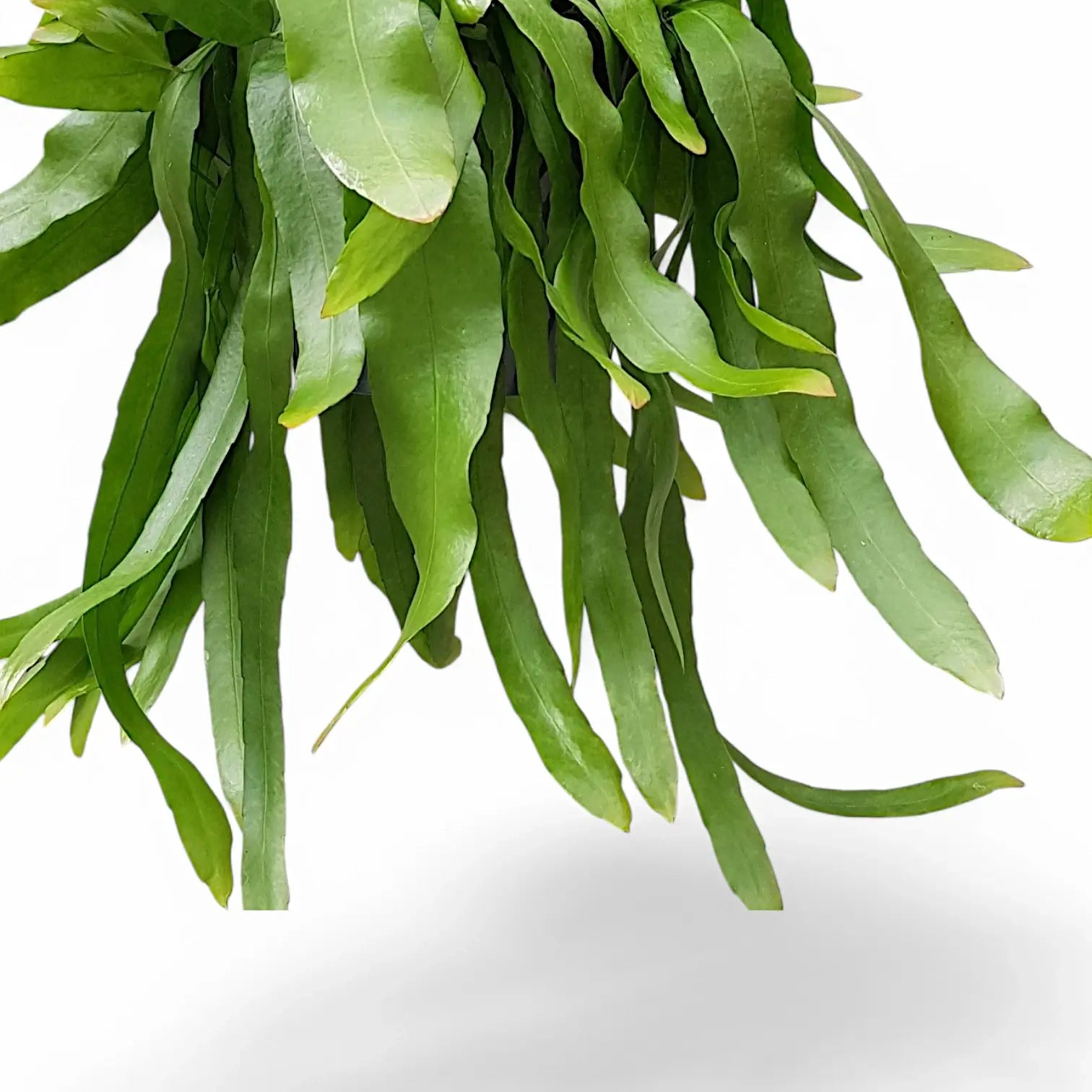 Epiphyllum pumilum leaf close-up on white background.