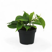 Philodendron hederaceum var. oxycardium (Philodendron scandens) potted houseplant in nursery pot on white background, product photo 7.