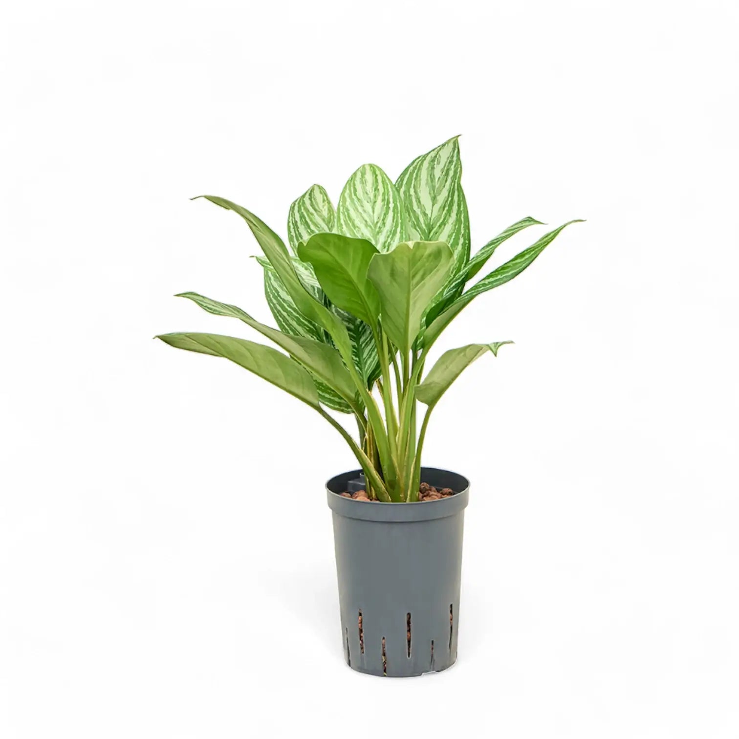 Aglaonema 'Stripes' potted houseplant in nursery pot on white background, product photo 4.