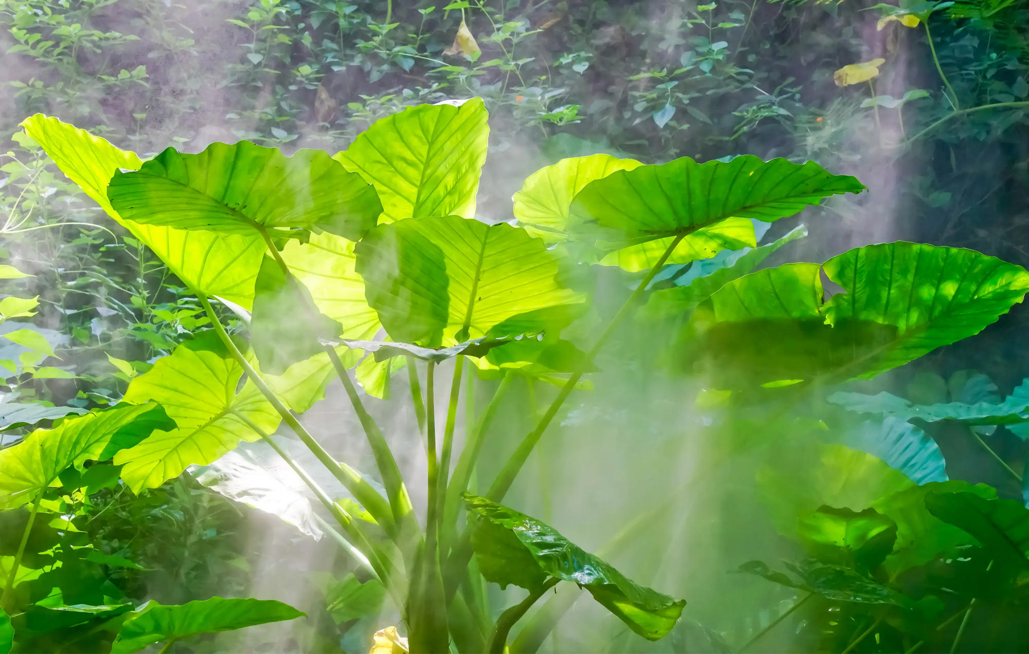 Large green leaves of Alocasia macrorrhizos with a blurred natural background in natural light