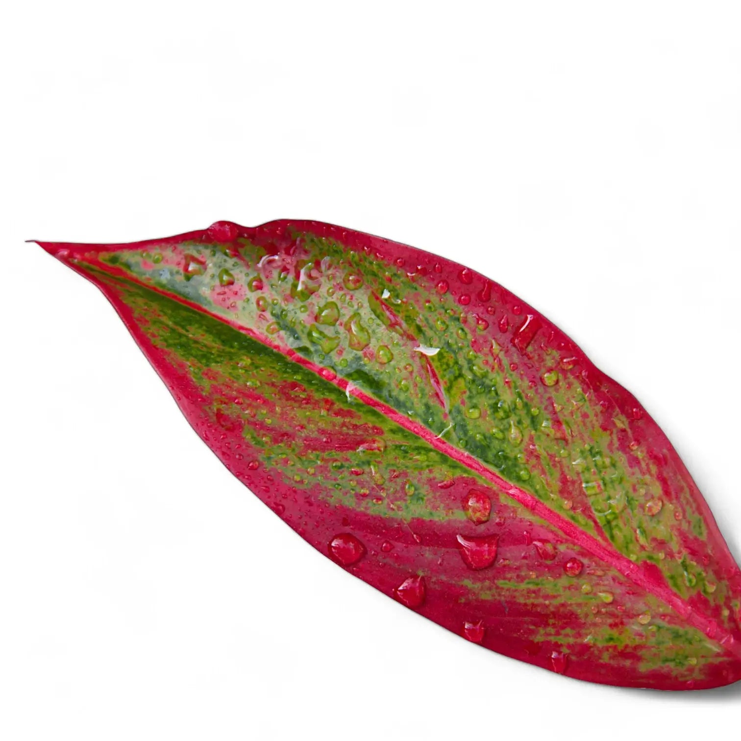 Aglaonema 'Crete' aka 'Siam Aurora' aka 'Jungle Red' potted houseplant in nursery pot on white background, product photo 6.