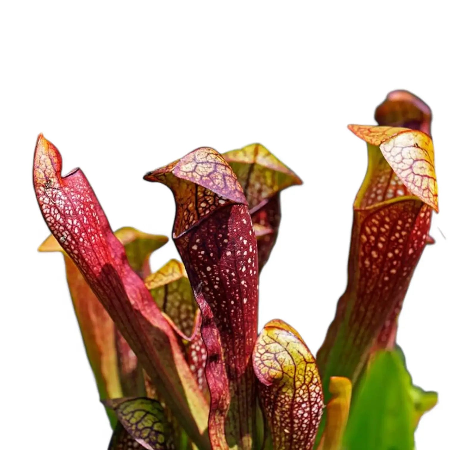 Sarracenia 'Juthatip Soper' – Zimmerpflanze im Kulturtopf auf weißem Hintergrund, Produktfoto 6.