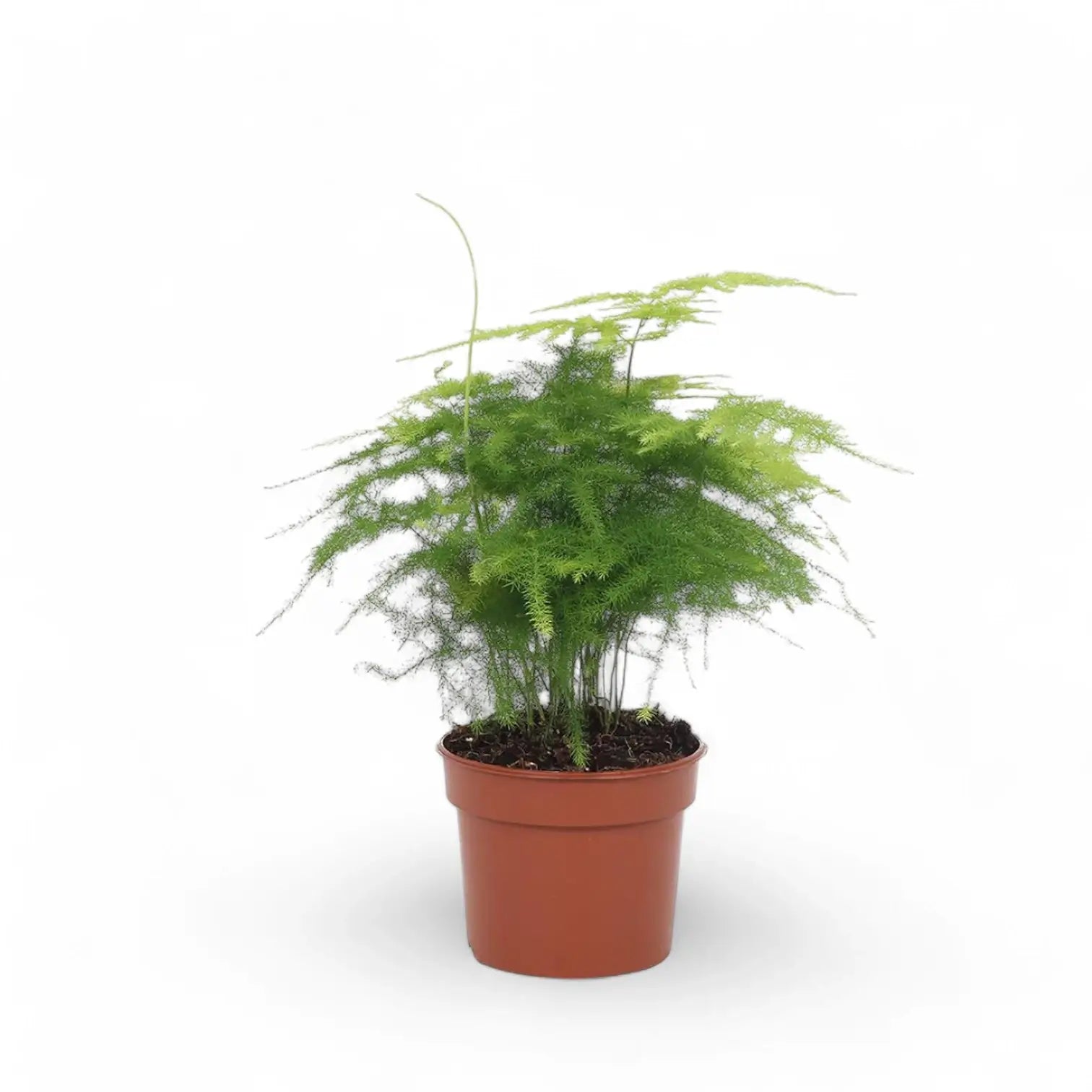 Asparagus setaceus – Zimmerpflanze im Kulturtopf auf weißem Hintergrund, Produktfoto 8.