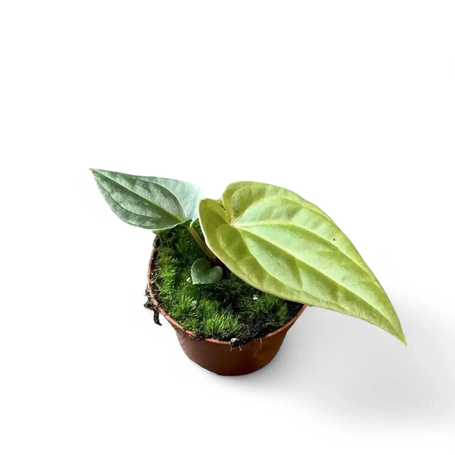 Anthurium regale x luxurians potted houseplant in nursery pot on white background, product photo 6.