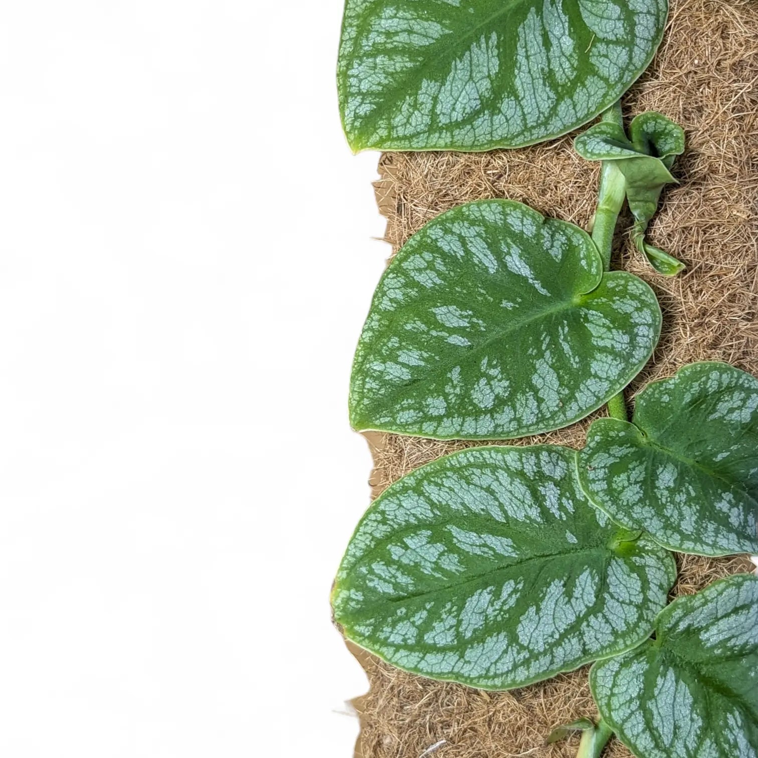 Monstera dubia potted houseplant in nursery pot on white background, product photo 3.