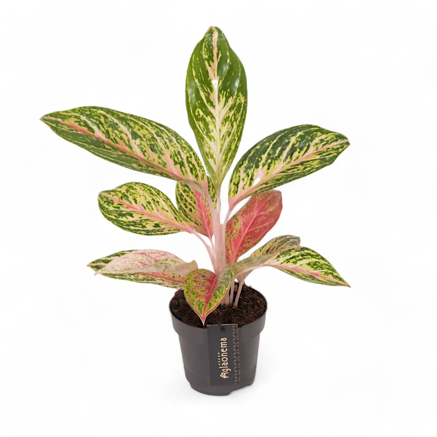 Aglaonema 'Cocomelon' potted houseplant in nursery pot on white background, product photo 3.
