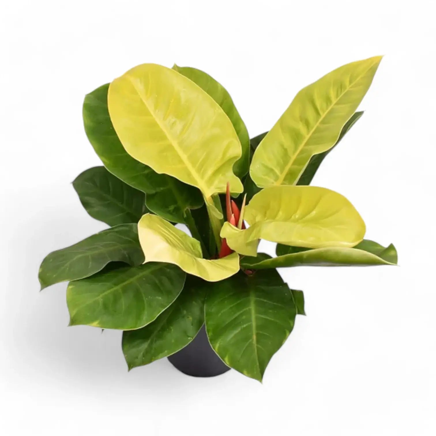 Philodendron 'Moonlight' potted houseplant in nursery pot on white background, product photo 5.