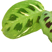 Nahaufnahme von Maranta leuconeura 'Kerchoveana variegata' ('Beauty Kim', 'Fiesta') vor weißem Hintergrund.