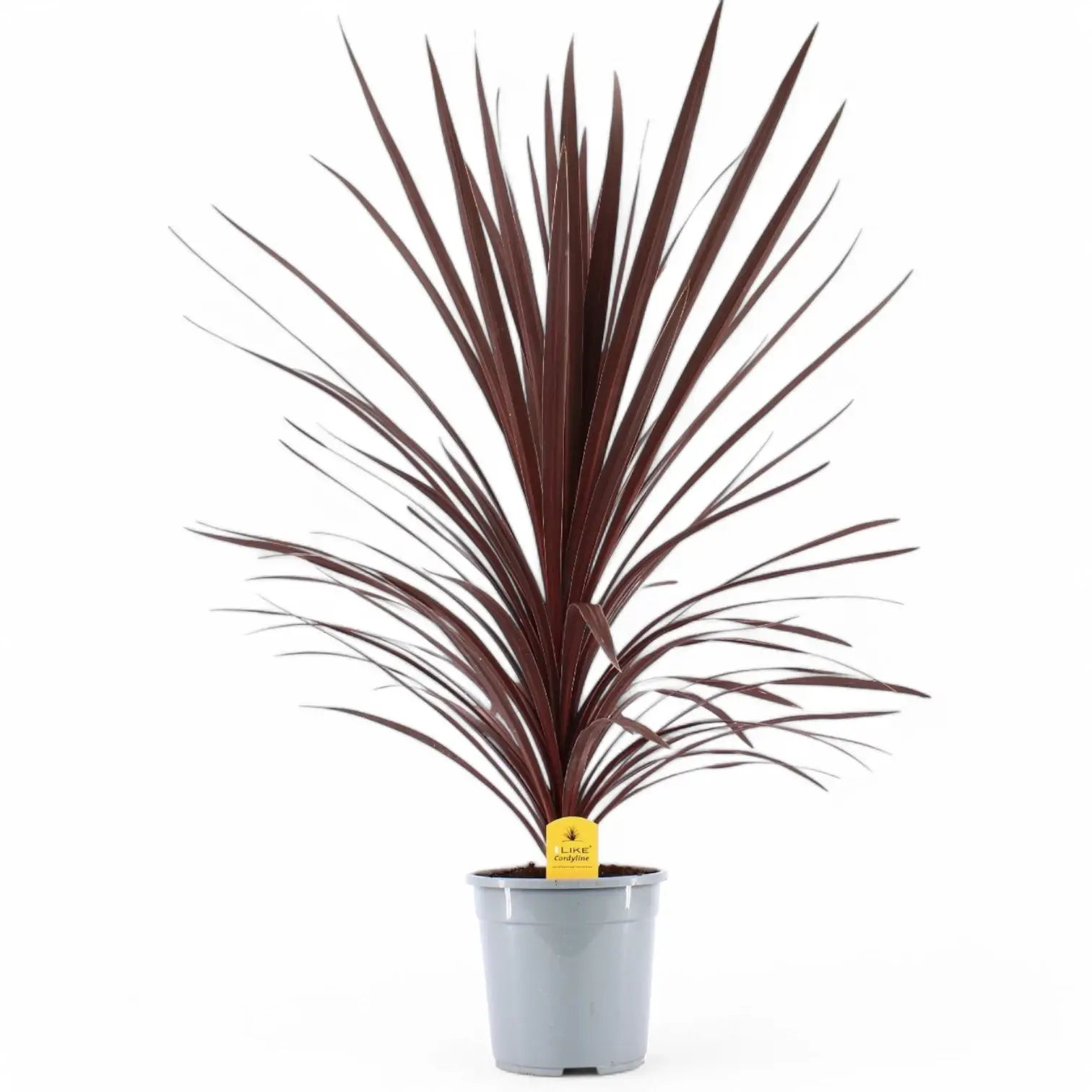 Cordyline australis 'Red Star' potted houseplant in nursery pot on white background, product photo 7.