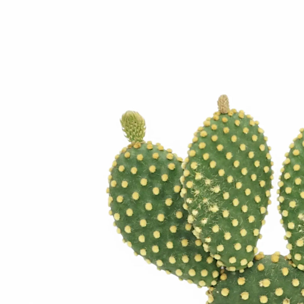 Opuntia microdasys leaf close-up on white background.
