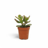 Crassula ovata 'Minor' potted houseplant in nursery pot on white background, product photo 3.