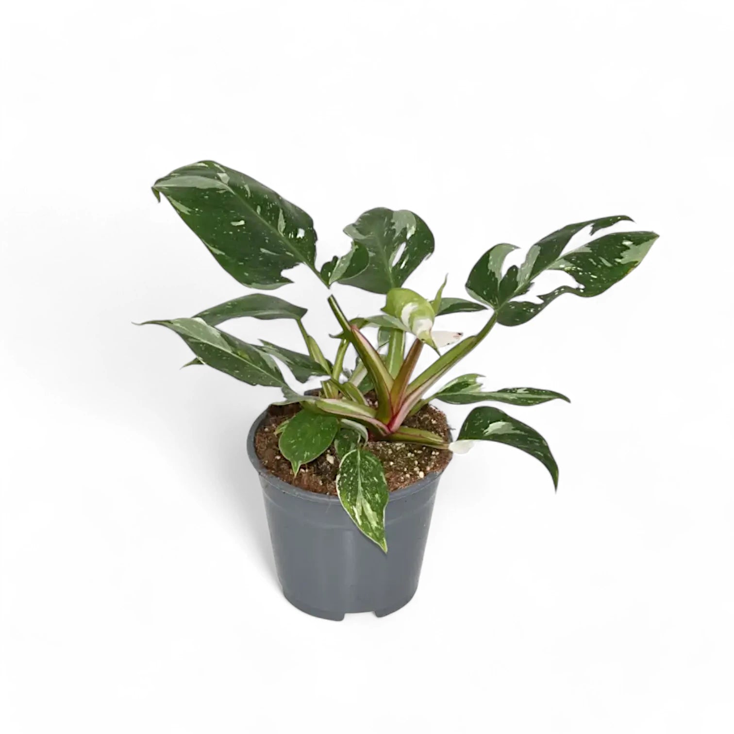 Philodendron 'White Princess' – Topfpflanze im Kulturtopf vor weißem Hintergrund, Produktfoto 13.