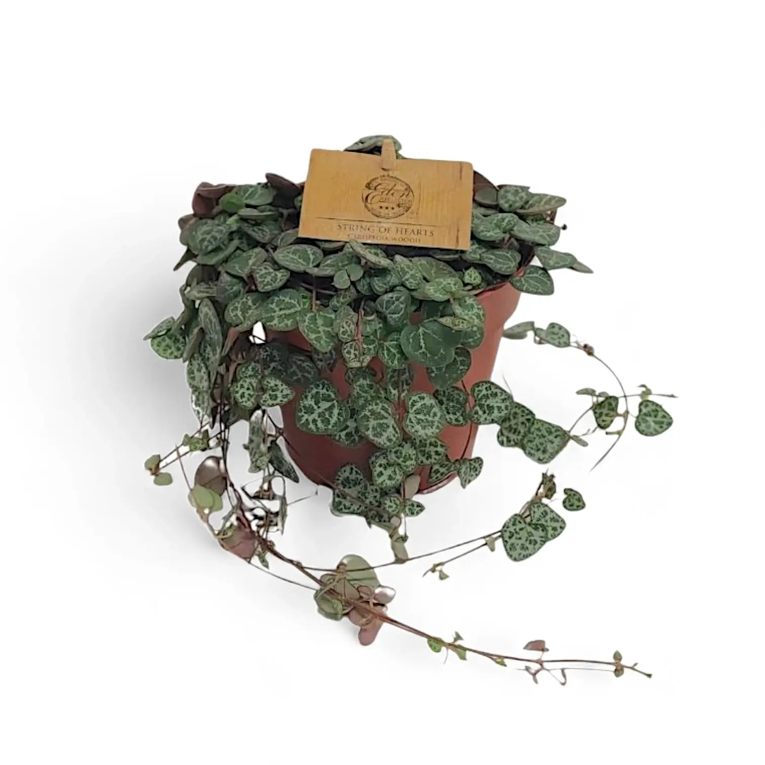 Ceropegia woodii – Zimmerpflanze im Kulturtopf auf weißem Hintergrund, Produktfoto 5.