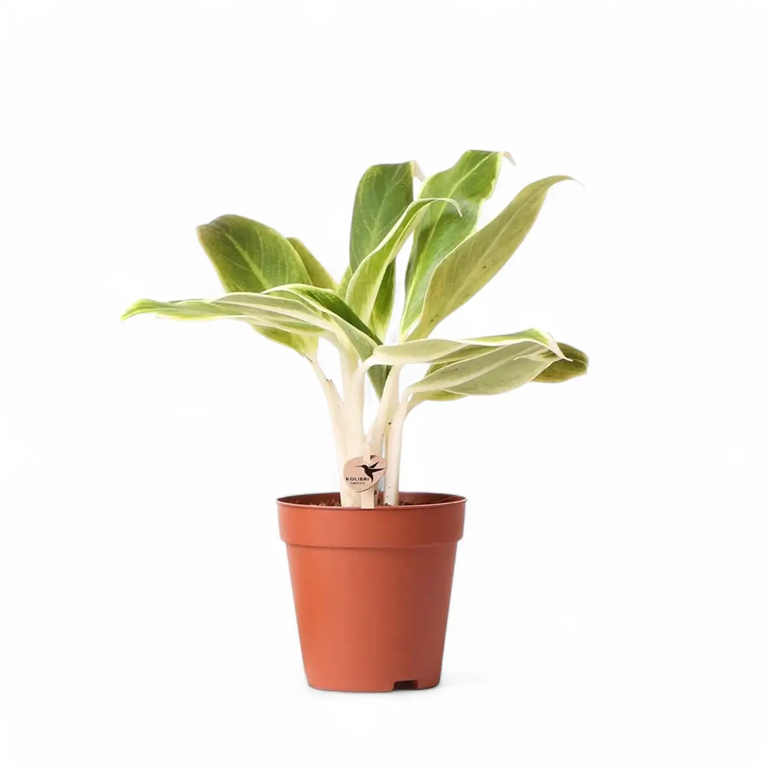 Aglaonema 'Lipstick Green' potted houseplant in nursery pot on white background, product photo 3.
