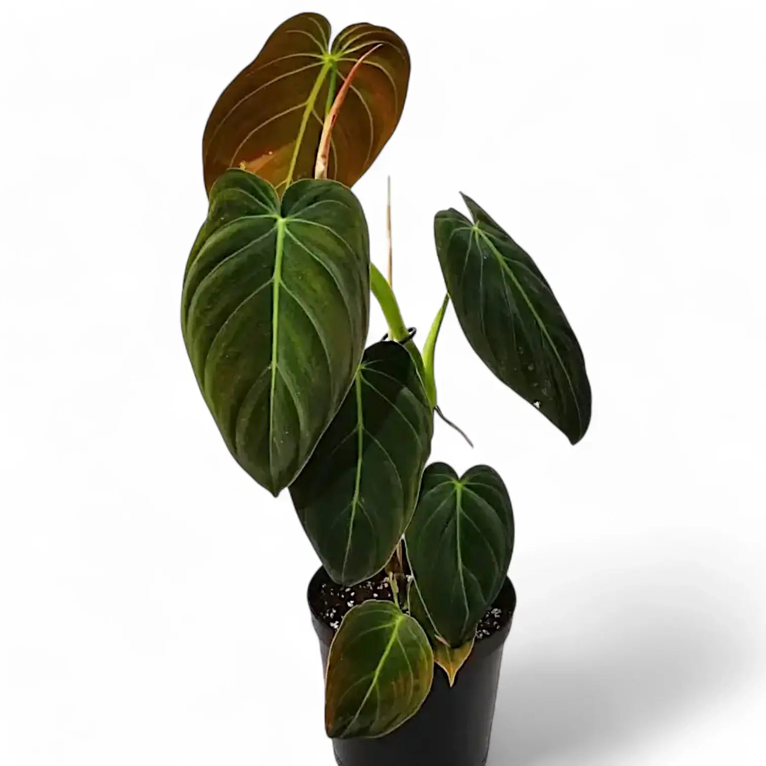 Philodendron melanochrysum – Topfpflanze im Kulturtopf vor weißem Hintergrund, Produktfoto 12.