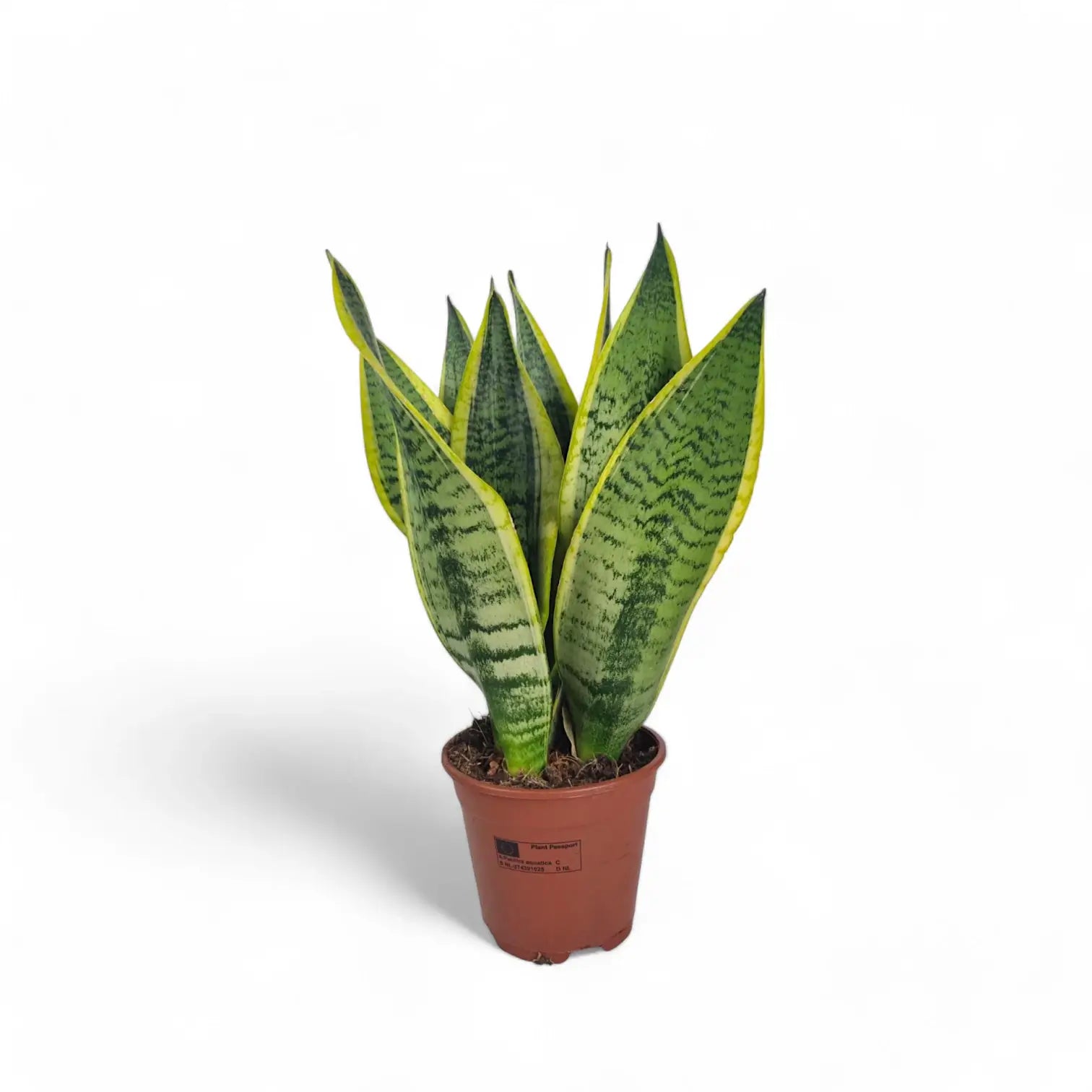 Dracaena (Sansevieria) trifasciata 'Superba' – Topfpflanze im Kulturtopf vor weißem Hintergrund, Produktfoto 5.