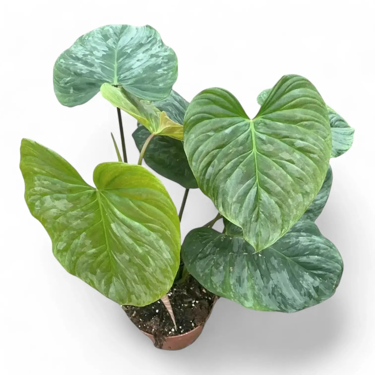 Philodendron 'Majestic' (verrucosum x sodiroi) – Zimmerpflanze im Kulturtopf auf weißem Hintergrund, Produktfoto 11.