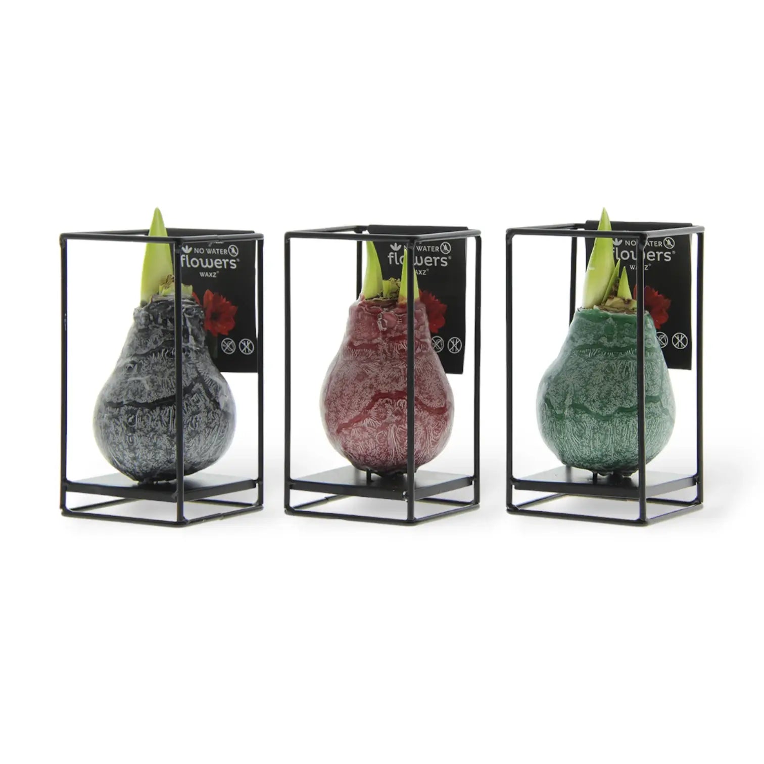 No Water Flowers: Wax Amaryllis Bulbs leaf close-up on white background.