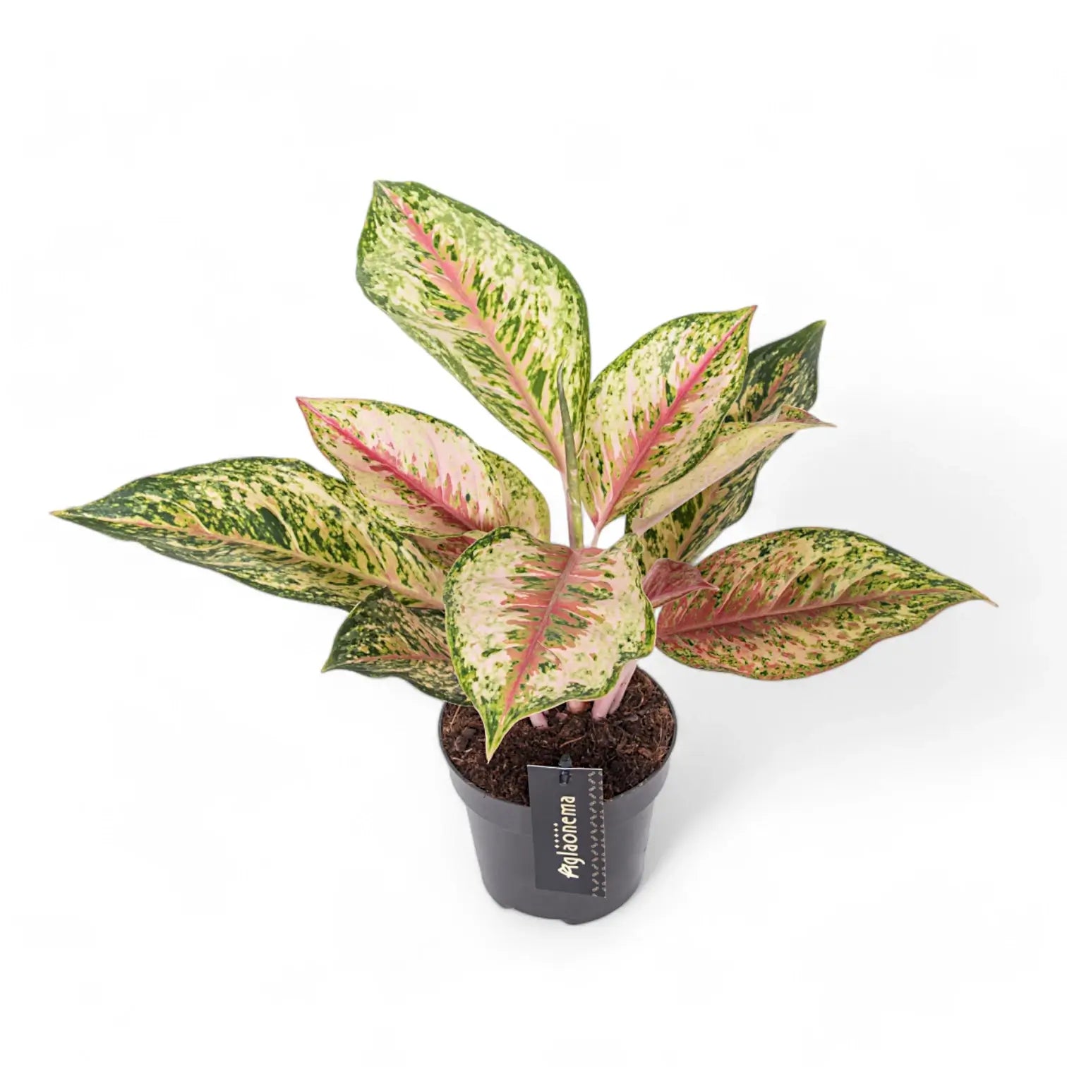 Aglaonema 'Painted Celebration' potted houseplant in nursery pot on white background, product photo 2.