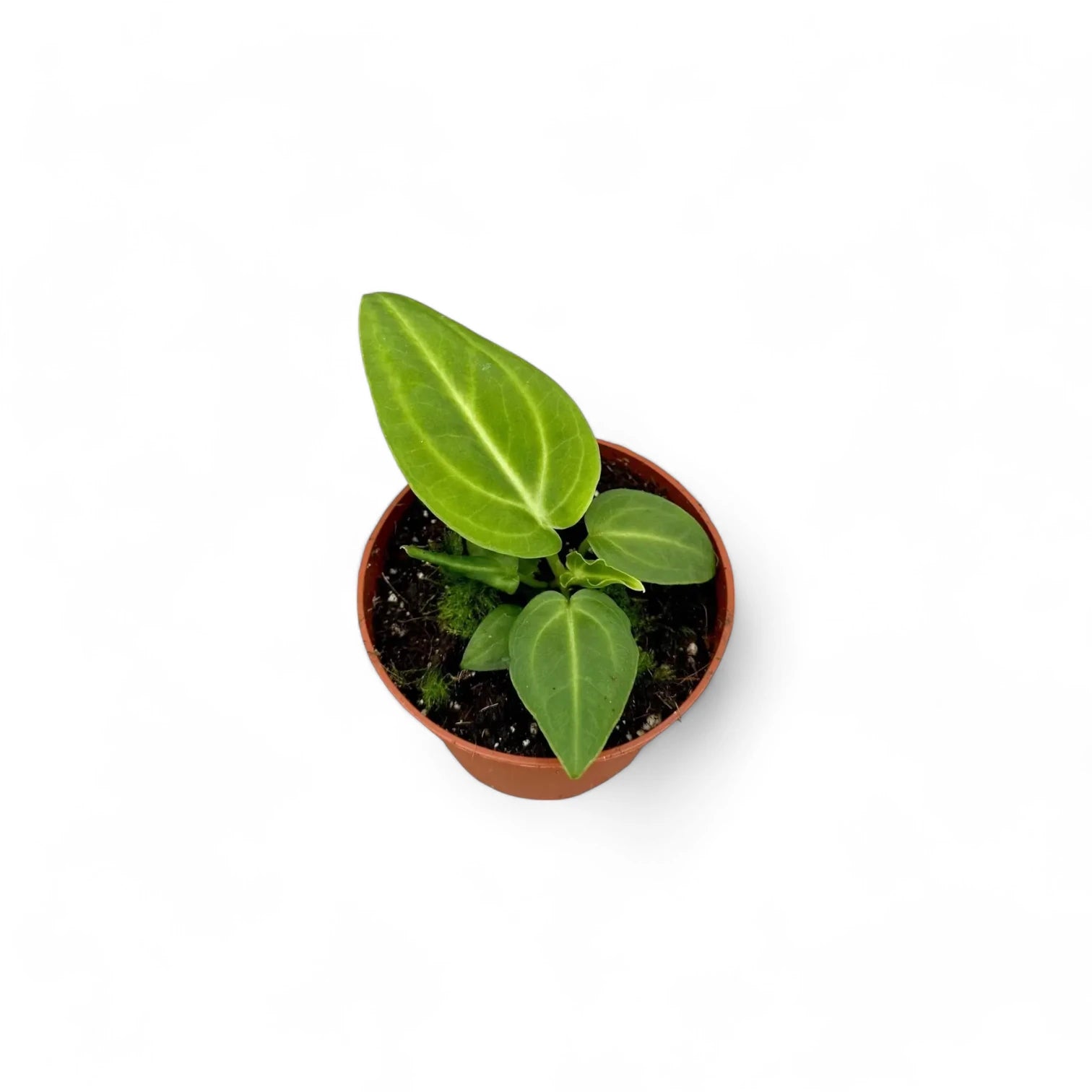 Anthurium villenaorum potted houseplant in nursery pot on white background, product photo 6.