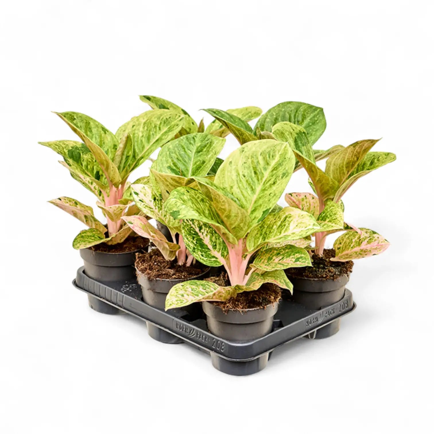 Aglaonema 'Apple Fantasy' potted houseplant in nursery pot on white background, product photo 3.